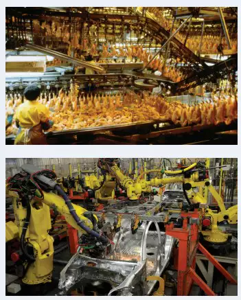 Rivetless/Cat Dog Chain 160-X348 X458 X678