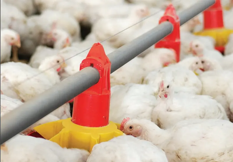 Worm Gearbox for Poultry Farm/Pig Livestock Equipment HRV063