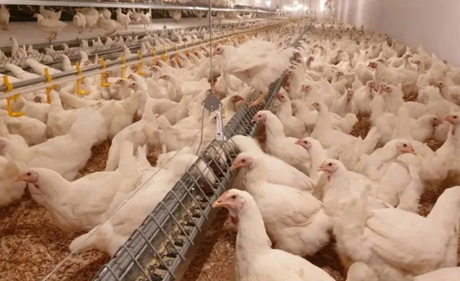 Poultry Feeding System Gearbox